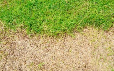 Revive Your Lawn: The Secret to Fixing Dead Grass Over Septic Tanks
